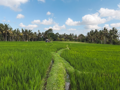 20230603-143944-ubud-IMG_3667