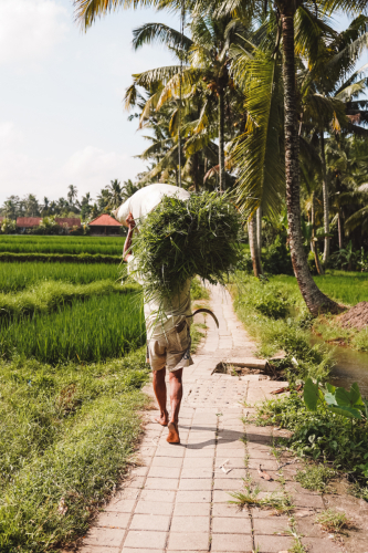 20230603-144824-ubud-DSC09158