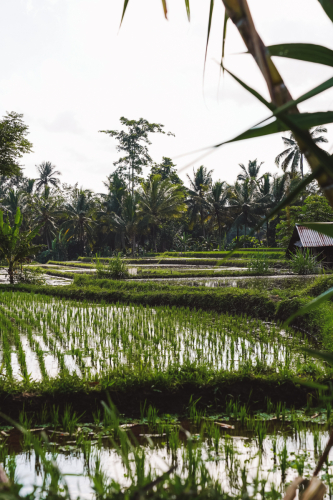 20230603-145657-ubud-DSC09176