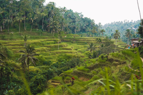 20230604-083049-ubud-DSC09205