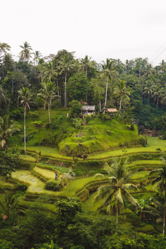 20230604-083333-ubud-DSC09208