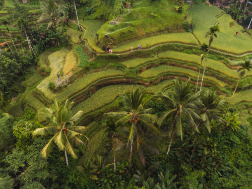 20230604-083708-ubud-DJI_0028