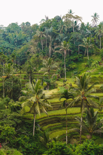 20230604-083833-ubud-DSC09218