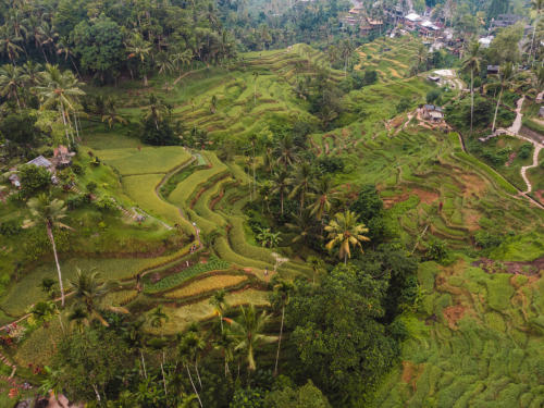 20230604-084212-ubud-DJI_0061