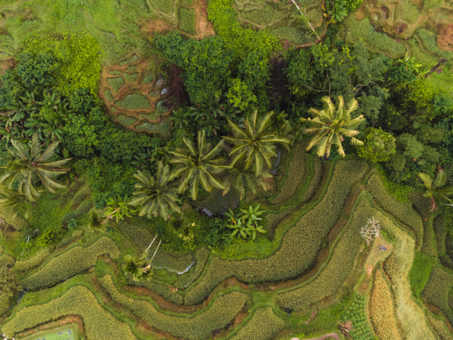 20230604-084253-ubud-DJI_0067