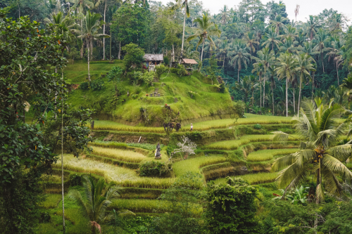 20230604-084700-ubud-DSC09225