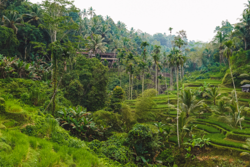 20230604-084921-ubud-DSC09235