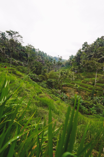 20230604-085154-ubud-DSC09238