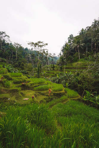 20230604-085322-ubud-DSC09242