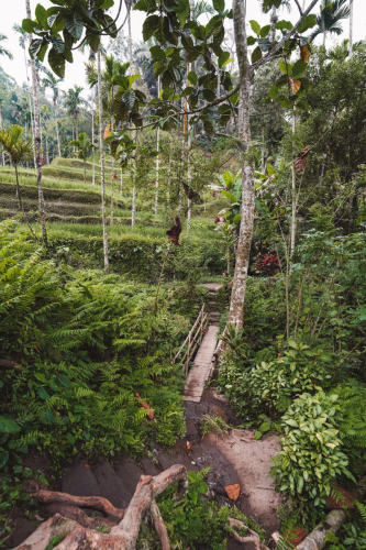 20230604-085417-ubud-DSC09243