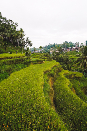 20230604-090005-ubud-DSC09286