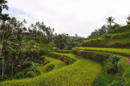 20230604-090956-ubud-DSC09292