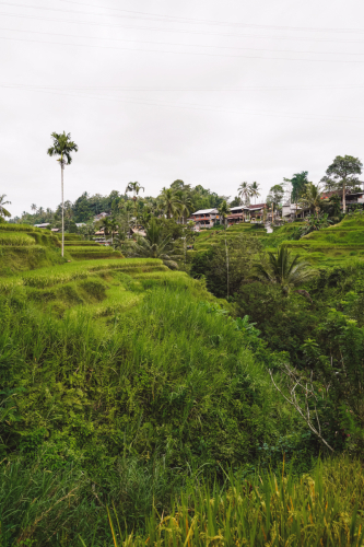 20230604-091309-ubud-DSC09297