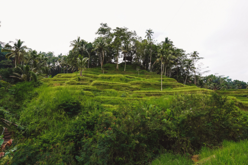 20230604-091604-ubud-DSC09307