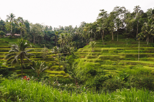 20230604-091747-ubud-DSC09315
