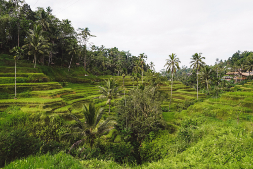20230604-091815-ubud-DSC09317