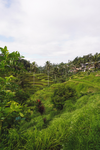 20230604-091846-ubud-DSC09319