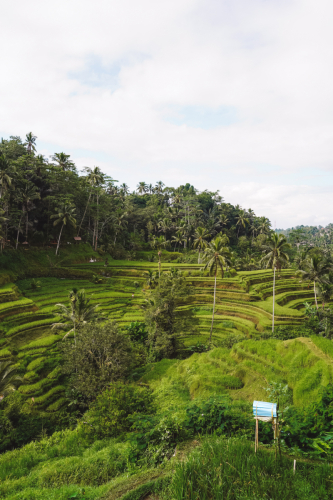 20230604-091923-ubud-DSC09320