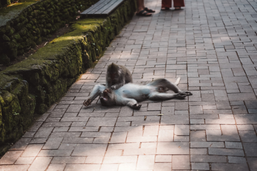 20230604-141347-ubud-DSC09392