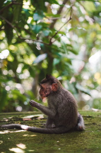 20230604-141802-ubud-DSC09405