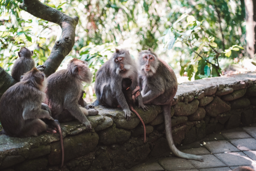 20230604-142336-ubud-DSC09431