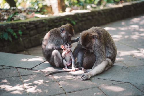 20230604-142509-ubud-DSC09444