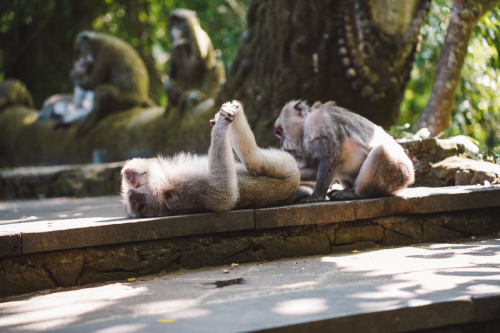 20230604-142550-ubud-DSC09447