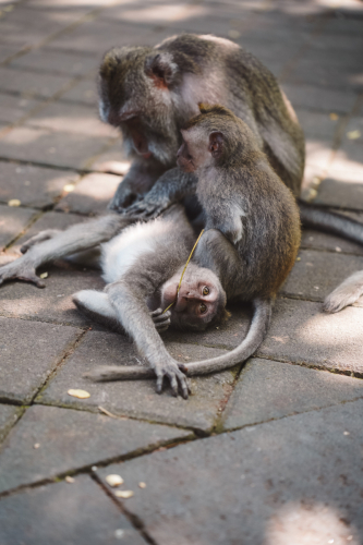 20230604-142726-ubud-DSC09455