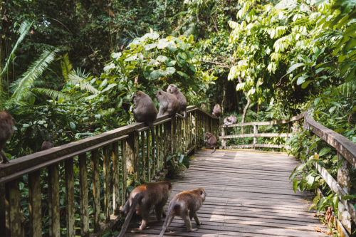 20230604-143320-ubud-DSC09467