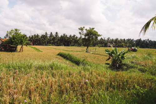 20230605-112135-ubud-DSC09534