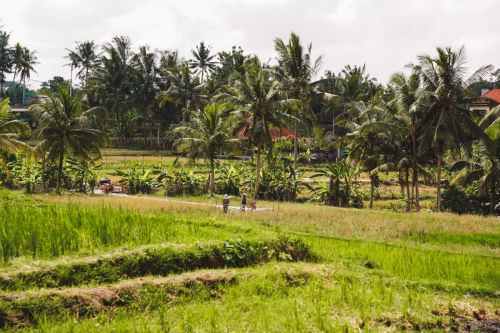 20230605-112414-ubud-DSC09539