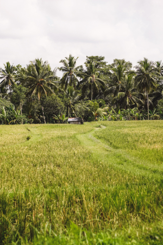 20230605-112520-ubud-DSC09548