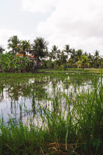 20230605-112805-ubud-DSC09554