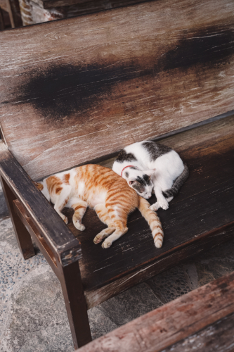 20230605-114817-ubud-DSC09575