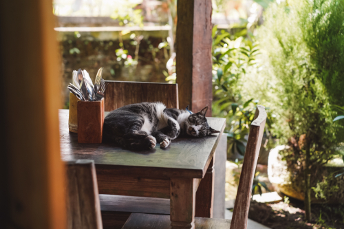 20230605-124349-ubud-DSC09598
