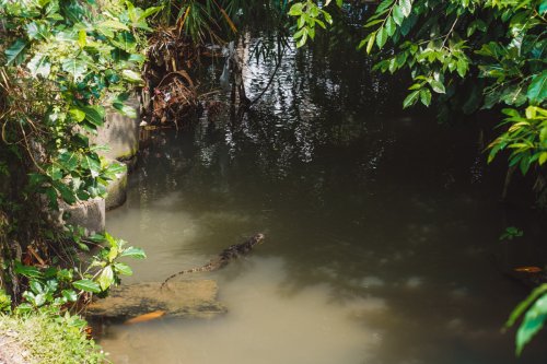 20230605-125605-ubud-DSC09604