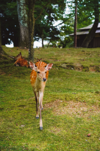 20230624-105222-nara-DSC02432