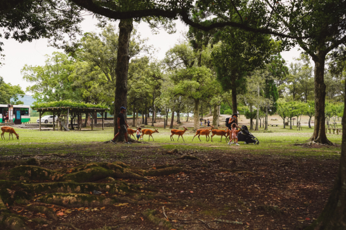 20230624-111313-nara-DSC02504