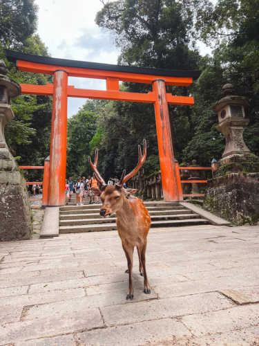 20230624-115352-nara-IMG_4695