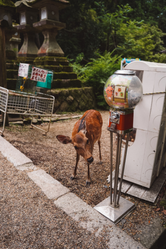 20230624-115824-nara-DSC02563