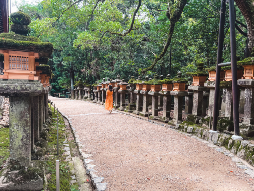 20230624-120352-nara-IMG_4702