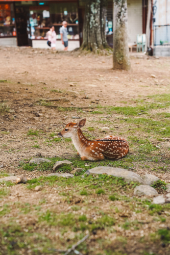 20230624-130640-nara-DSC02655