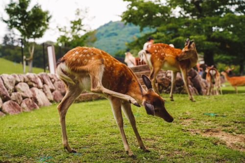 20230624-130645-nara-DSC02656