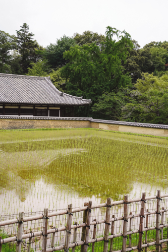 20230624-133148-nara-DSC02748