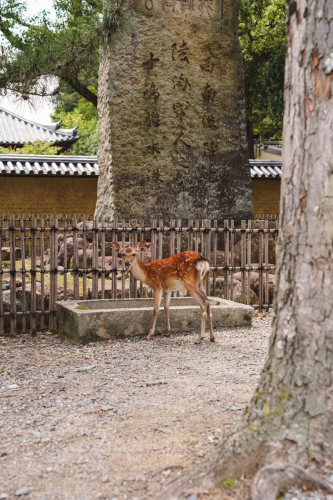 20230624-135514-nara-DSC02767