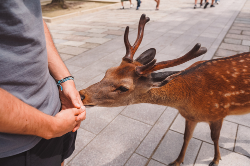 20230624-135723-nara-DSC02773