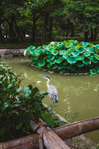 20230627-102118-kyoto-DSC03034