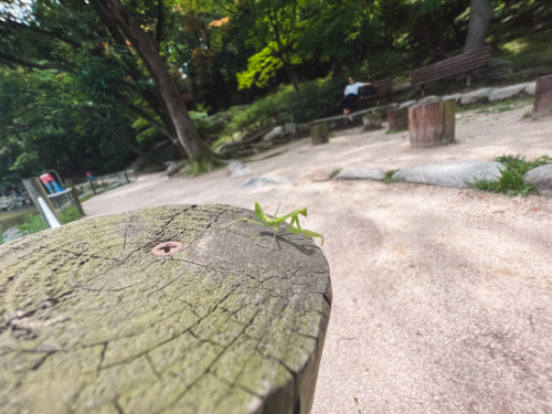 20230705-131748-changdeokgung-IMG_5067