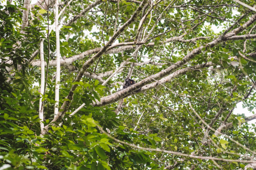 cahuita-20230227-151136-DSC01356