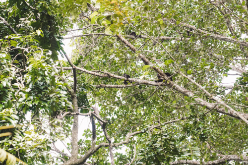 cahuita-20230227-151530-DSC01369